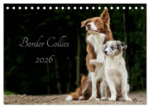 Border Collies 2026 (Tischkalender 2026 DIN A5 quer), CALVENDO Monatskalender