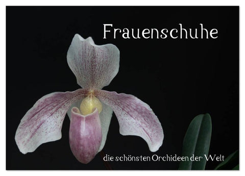 Frauenschuhe - die schönsten Orchideen der Welt (Tischkalender 2026 DIN A5 quer), CALVENDO Monatskalender