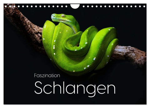 Faszination Schlangen (Wandkalender 2027 DIN A4 quer), CALVENDO Monatskalender