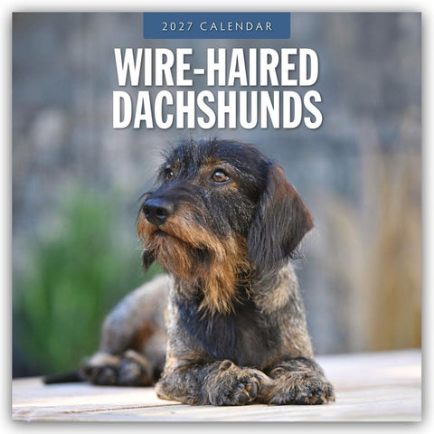 Wire-Haired Dachshunds – Rauhaardackel 2027 – 16-Monatskalender