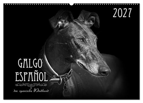 Galgo Español - der spanische Windhund 2027 (Wandkalender 2027 DIN A2 quer), CALVENDO Monatskalender