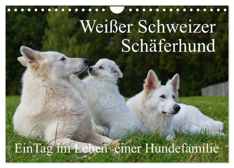 Weißer Schweizer Schäferhund - Ein Tag im Leben einer Hundefamilie (Wandkalender 2026 DIN A4 quer), CALVENDO Monatskalender