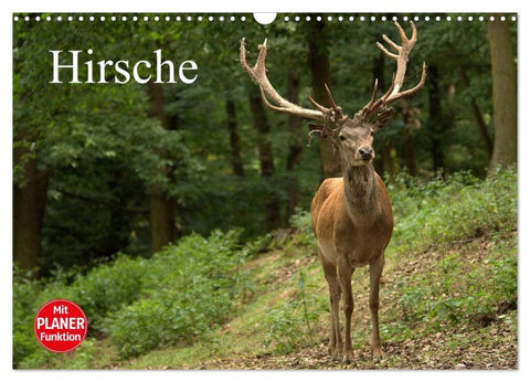 Hirsche (Wandkalender 2027 DIN A3 quer), CALVENDO Monatskalender
