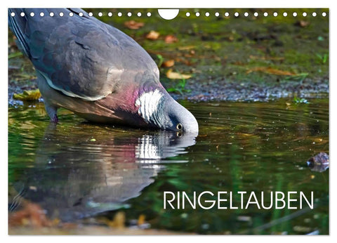 Ringeltauben (Wandkalender 2027 DIN A4 quer), CALVENDO Monatskalender