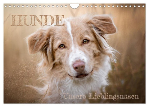 Hunde - Unsere Lieblingsnasen (Wandkalender 2027 DIN A4 quer), CALVENDO Monatskalender