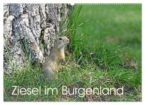 Ziesel im Burgenland (Wandkalender 2026 DIN A2 quer), CALVENDO Monatskalender