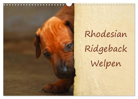 Rhodesian Ridgeback Welpen (Wandkalender 2027 DIN A3 quer), CALVENDO Monatskalender