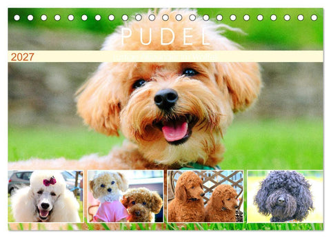Pudel. Lustige Allrounder im Wollfell (Tischkalender 2027 DIN A5 quer), CALVENDO Monatskalender
