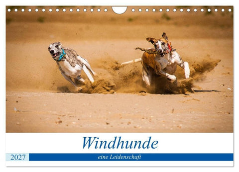 Windhunde - eine Leidenschaft (Wandkalender 2027 DIN A4 quer), CALVENDO Monatskalender