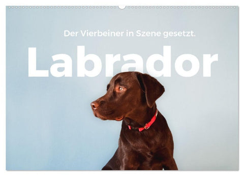 Labrador - Der Vierbeiner in Szene gesetzt. (Wandkalender 2027 DIN A2 quer), CALVENDO Monatskalender