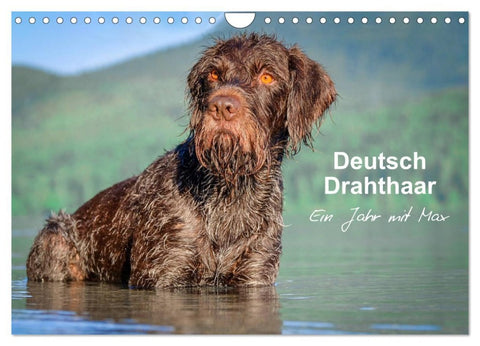 Deutsch Drahthaar - Ein Jahr mit Max (Wandkalender 2026 DIN A4 quer), CALVENDO Monatskalender