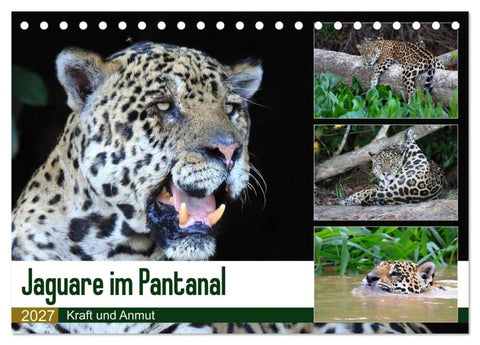 Jaguare im Pantanal (Tischkalender 2027 DIN A5 quer), CALVENDO Monatskalender