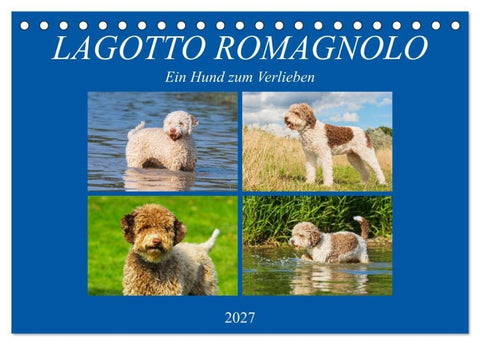 Lagotto Romagnolo - Ein Hund zum Verlieben (Tischkalender 2027 DIN A5 quer), CALVENDO Monatskalender