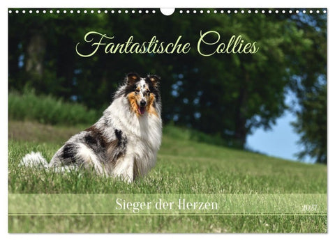 Fantastische Collies - Sieger der Herzen (Wandkalender 2027 DIN A3 quer), CALVENDO Monatskalender