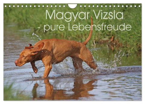 Magyar Vizsla - pure Lebensfreude (Wandkalender 2026 DIN A4 quer), CALVENDO Monatskalender