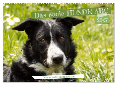 Das coole Hunde ABC (Wandkalender 2027 DIN A2 quer), CALVENDO Monatskalender