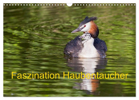 Faszination Haubentaucher (Wandkalender 2026 DIN A3 quer), CALVENDO Monatskalender