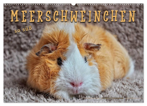 Meerschweinchen - so süß (Wandkalender 2026 DIN A2 quer), CALVENDO Monatskalender