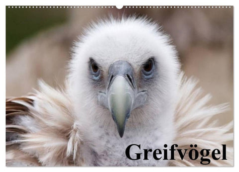 Greifvögel (Wandkalender 2026 DIN A2 quer), CALVENDO Monatskalender