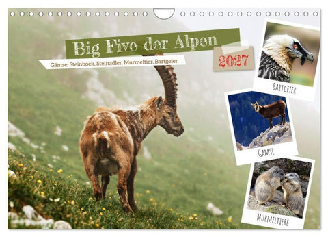 Big Five der Alpen Gämse, Steinbock, Murmeltier, Steinadler, Bartgeier (Wandkalender 2027 DIN A4 quer), CALVENDO Monatskalender