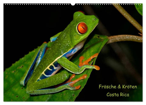 Frösche & Kröten Costa Rica (Wandkalender 2026 DIN A2 quer), CALVENDO Monatskalender