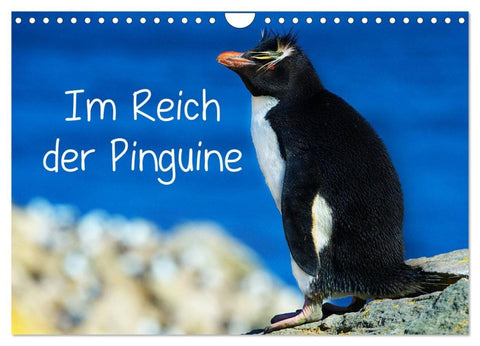 Im Reich der Pinguine (Wandkalender 2026 DIN A4 quer), CALVENDO Monatskalender
