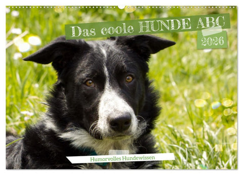 Das coole Hunde ABC (Wandkalender 2026 DIN A2 quer), CALVENDO Monatskalender