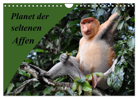 Planet der seltenen Affen (Wandkalender 2026 DIN A4 quer), CALVENDO Monatskalender