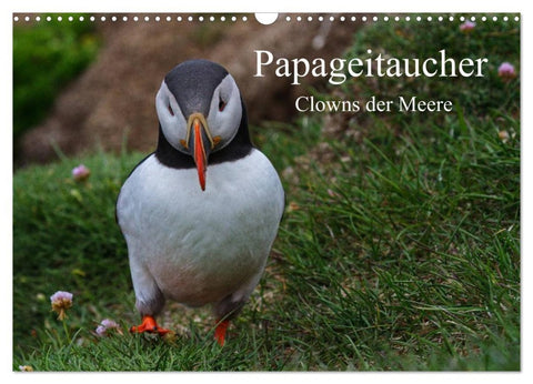 Papageitaucher Clowns der Meere (Wandkalender 2026 DIN A3 quer), CALVENDO Monatskalender