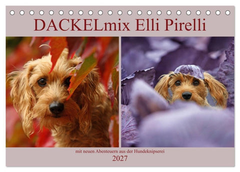 DACKELmix Elli Pirelli (Tischkalender 2027 DIN A5 quer), CALVENDO Monatskalender