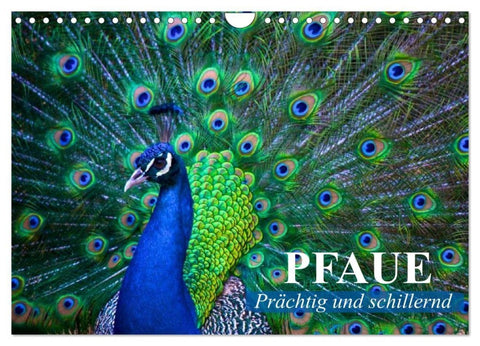 Pfaue. Prächtig und schillernd (Wandkalender 2027 DIN A4 quer), CALVENDO Monatskalender
