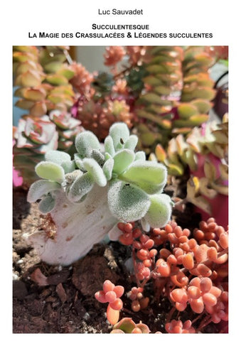 La Magie des Crassulacées et légendes succulentes