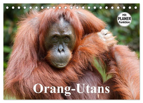 Orang-Utans (Tischkalender 2027 DIN A5 quer), CALVENDO Monatskalender
