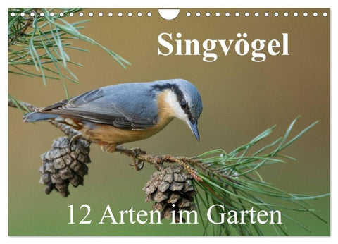 Singvögel - 12 Arten im Garten (Wandkalender 2027 DIN A4 quer), CALVENDO Monatskalender