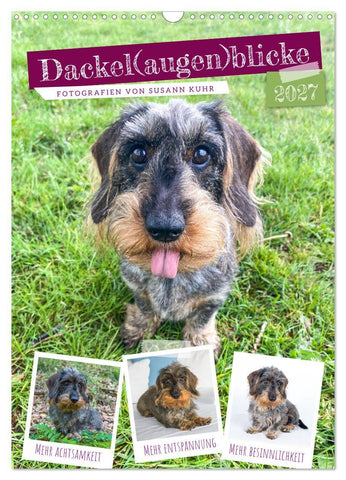 Dackel(augen)blicke (Wandkalender 2027 DIN A3 hoch), CALVENDO Monatskalender