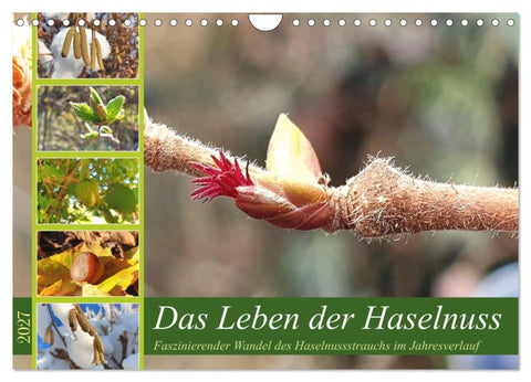 Das Leben der Haselnuss (Wandkalender 2027 DIN A4 quer), CALVENDO Monatskalender
