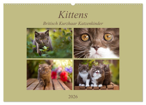 Kittens - Britisch Kurzhaar Katzenkinder (Wandkalender 2026 DIN A2 quer), CALVENDO Monatskalender
