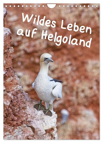 Wildes Leben auf Helgoland (Wandkalender 2027 DIN A4 hoch), CALVENDO Monatskalender