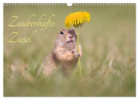 Zauberhafte Ziesel (Wandkalender 2026 DIN A3 quer), CALVENDO Monatskalender