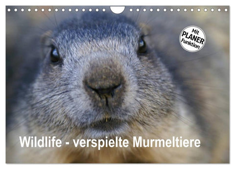 Wildlife - Verspielte Murmeltiere (Wandkalender 2026 DIN A4 quer), CALVENDO Monatskalender