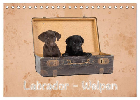 Labrador - Welpen (Tischkalender 2026 DIN A5 quer), CALVENDO Monatskalender