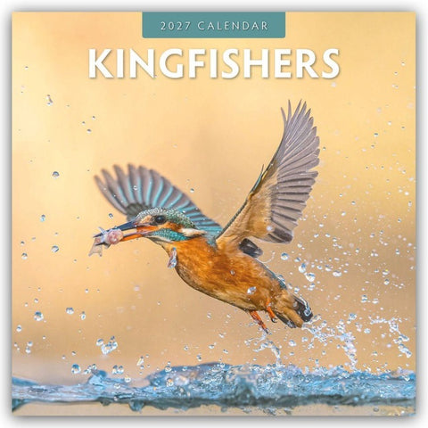 Kingfishers – Eisvögel 2027 – 16-Monatskalender
