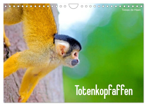 Totenkopfaffen (Wandkalender 2026 DIN A4 quer), CALVENDO Monatskalender