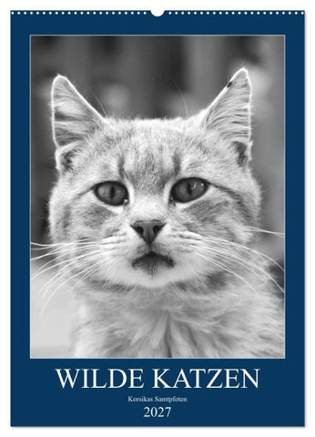 Wilde Katzen - Korsikas Samtpfoten (Wandkalender 2027 DIN A2 hoch), CALVENDO Monatskalender