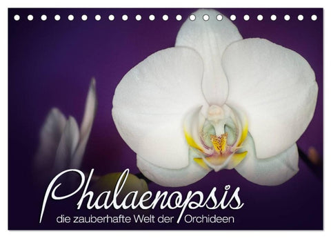 Phalaenopsis - die zauberhafte Welt der Orchideen (Tischkalender 2026 DIN A5 quer), CALVENDO Monatskalender