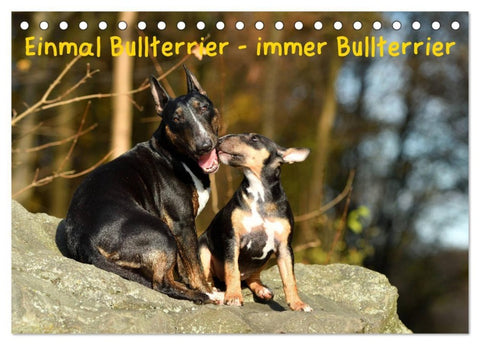 Einmal Bullterrier - immer Bullterrier (Tischkalender 2027 DIN A5 quer), CALVENDO Monatskalender