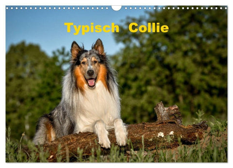 Typisch Collie (Wandkalender 2027 DIN A3 quer), CALVENDO Monatskalender
