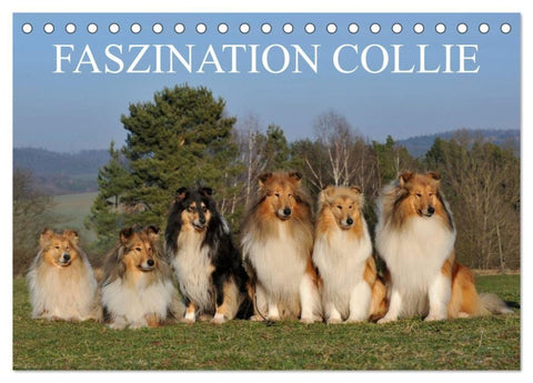 Faszination Collie 2027 (Tischkalender 2027 DIN A5 quer), CALVENDO Monatskalender