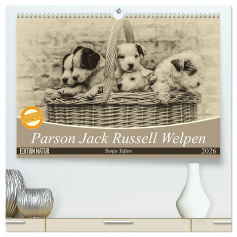 Parson Jack Russel Welpen (hochwertiger Premium Wandkalender 2026 DIN A2 quer), Kunstdruck in Hochglanz