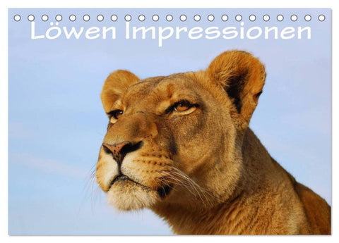 Löwen Impressionen (Tischkalender 2027 DIN A5 quer), CALVENDO Monatskalender